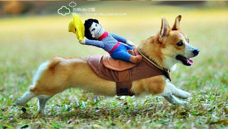 Riding Horse Dog Costume