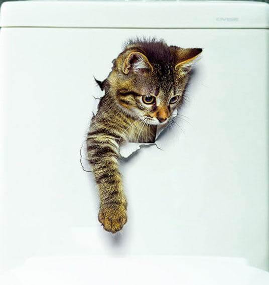 3D  Pet Wall and Bathroom Stickers