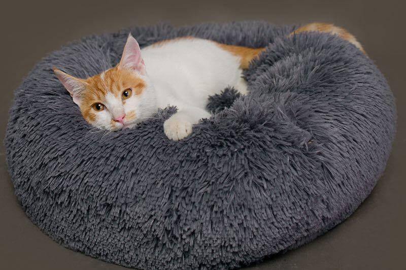 Super Soft Pet Bean Bag