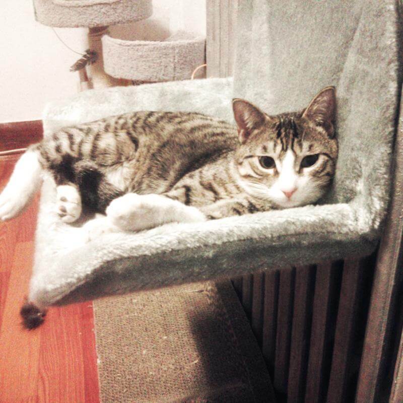 Cat Cradle Radiator Hammock Bed