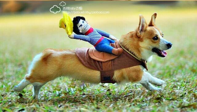 Riding Horse Dog Costume